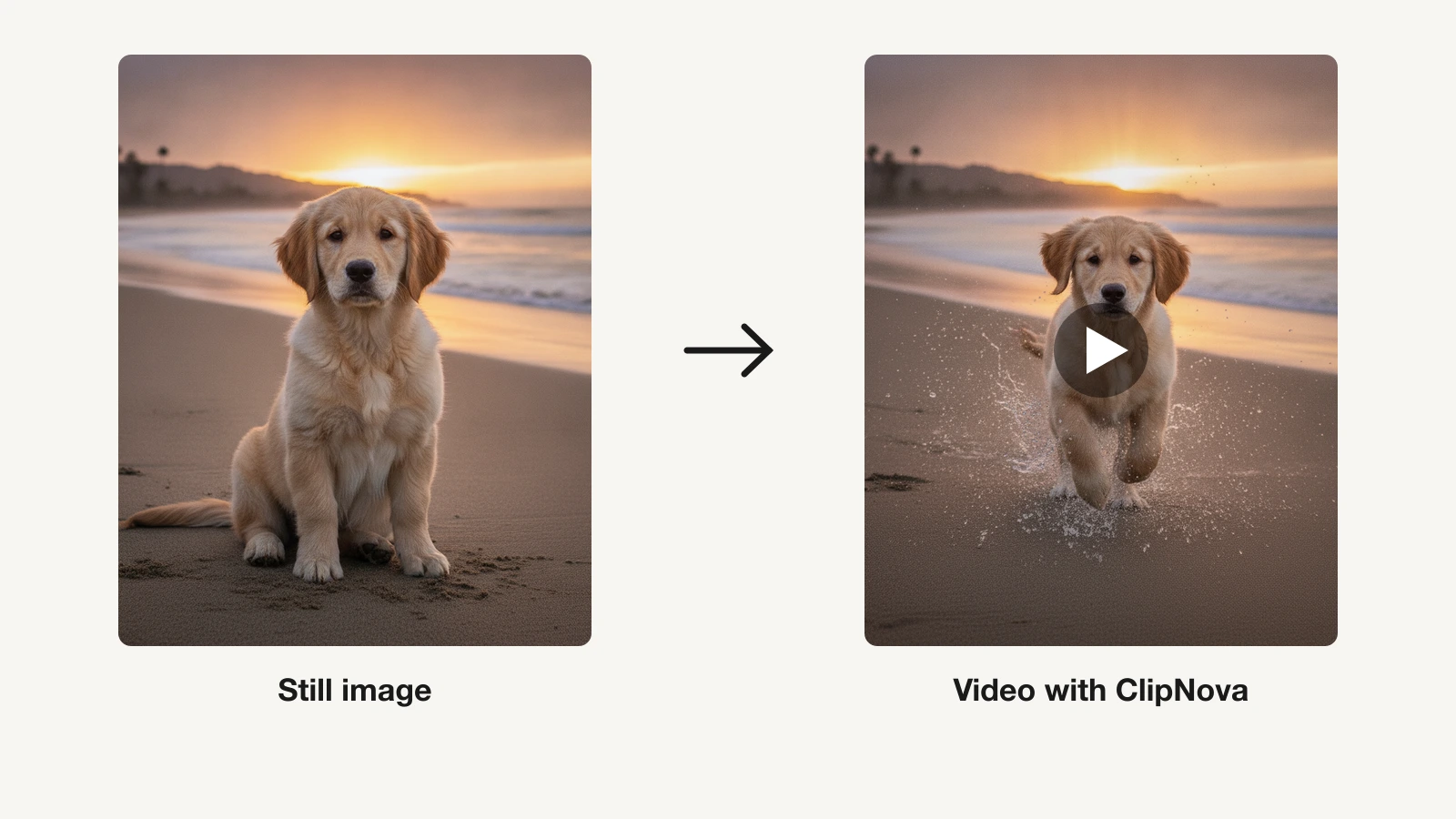 A still image of a puppy on a beach next to the animated video frame ClipNova created from it