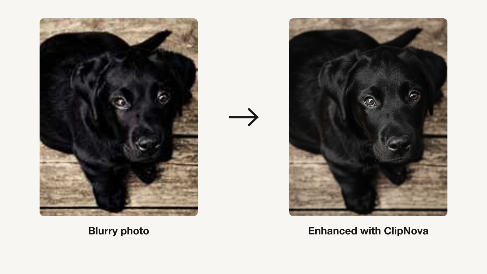 A blurry photo of a dog next to the same photo enhanced to sharp detail with ClipNova